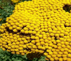 ORO ACHILLEA FILIPENDULINA - 3.000 SEMI SFUSI - Foto 1 di 1