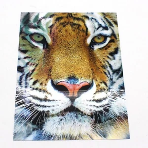 Poster lenticolare 3D Tigers sfarfallio 2 immagini stampa 12 x 16 pollici - Foto 1 di 2