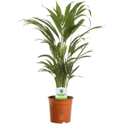 Areca Palm Lutescens - 1 Plant - House / Office Live Indoor Pot Plant Tree - Image 1 of 4
