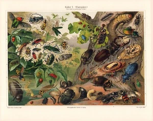 c1900 #1`BEETLE INSECT VARIETIES COLOR CHROMOLITHOGRAPH @10x13 - Picture 1 of 2