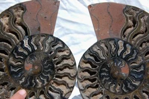 RARE 1-n-100 BLACK Ammonite PAIR Deep Crystal 110myo FOSSIL XL 200mm 7.8" 1072xx - Imagen 1 de 11