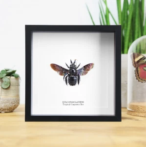 Tropischer Zimmermann Biene Insektenkäfer Taxidermie Box Rahmen Wohnkultur Innenarchitektur - Bild 1 von 3