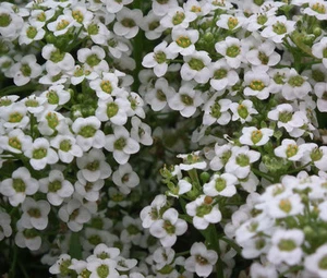 ALYSSUM CARPET OF SNOW Lobularia Maritima - 10,000 Bulk Seeds - Picture 1 of 1