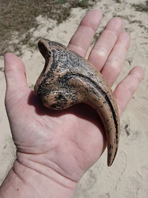 Nanotyrannus Claw Replica! Museum Quality Dinosaur 🦖 Reproduction Fossil. D14 - Image 1 of 4