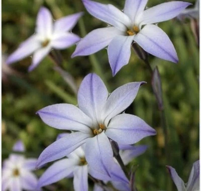 Spring Star Flowers : Bulbs : $100 For 50 Bulbs : Free Postage - Image 1 of 3
