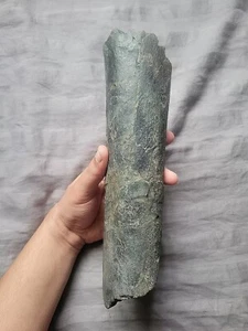 Rare Quality Big Gorgosaurus Fossil Theropod Limb Leg Bone Tyrannosaur Dinosaur - Picture 1 of 6