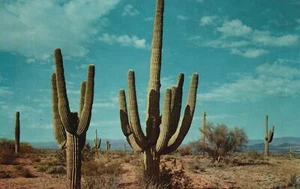 Vintage Postcard View of Saguaro Cactus Majestic and Beautiful in Desert Arizona - Picture 1 of 2