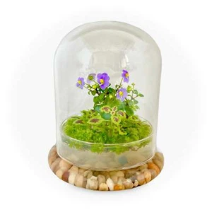 Bloomify Glass Dome, 5.7"x5.7"x6.7", Cloche with Base, No Plants, Home Decor - Picture 1 of 4