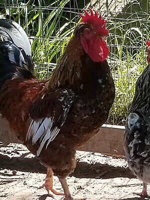12+ Rare And Exotic SWEDISH FLOWER Chicken Hatching Eggs • 49$