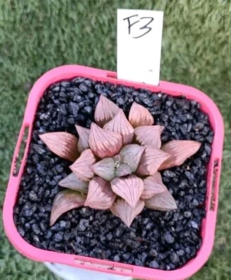 Haworthia Atrofusca Mutant 'Watermelon", display in 10cm pot Succulent - Image 1 of 4