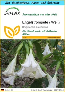 SAFLAX - Geschenkset - Engelstrompete / Weiß - 10 Samen - Bild 1 von 6