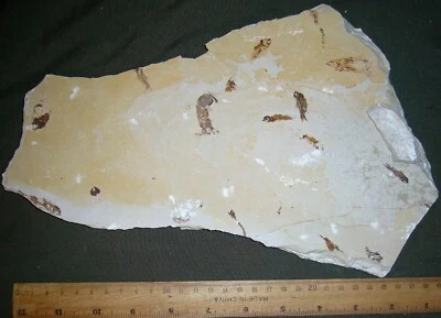 Pseudosculda laevis 51 + 12 Fish - Cretaceous Fossils directly from Lebanon - Image 1 of 2