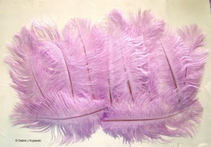 10 Straußenfedern klein 5-8 Zoll Länge 3-4 Zoll breit Orchidee  - Bild 1 von 1