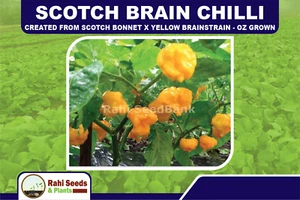Scotch Brain Chilli - Created from Scotch Bonnet X Yellow Brainstrain - OZ Grown - Picture 1 of 9