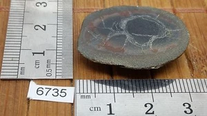 Moitié de nodule de SEPTARIA tranche naturel lithotherapie collection mineraux - Picture 1 of 1