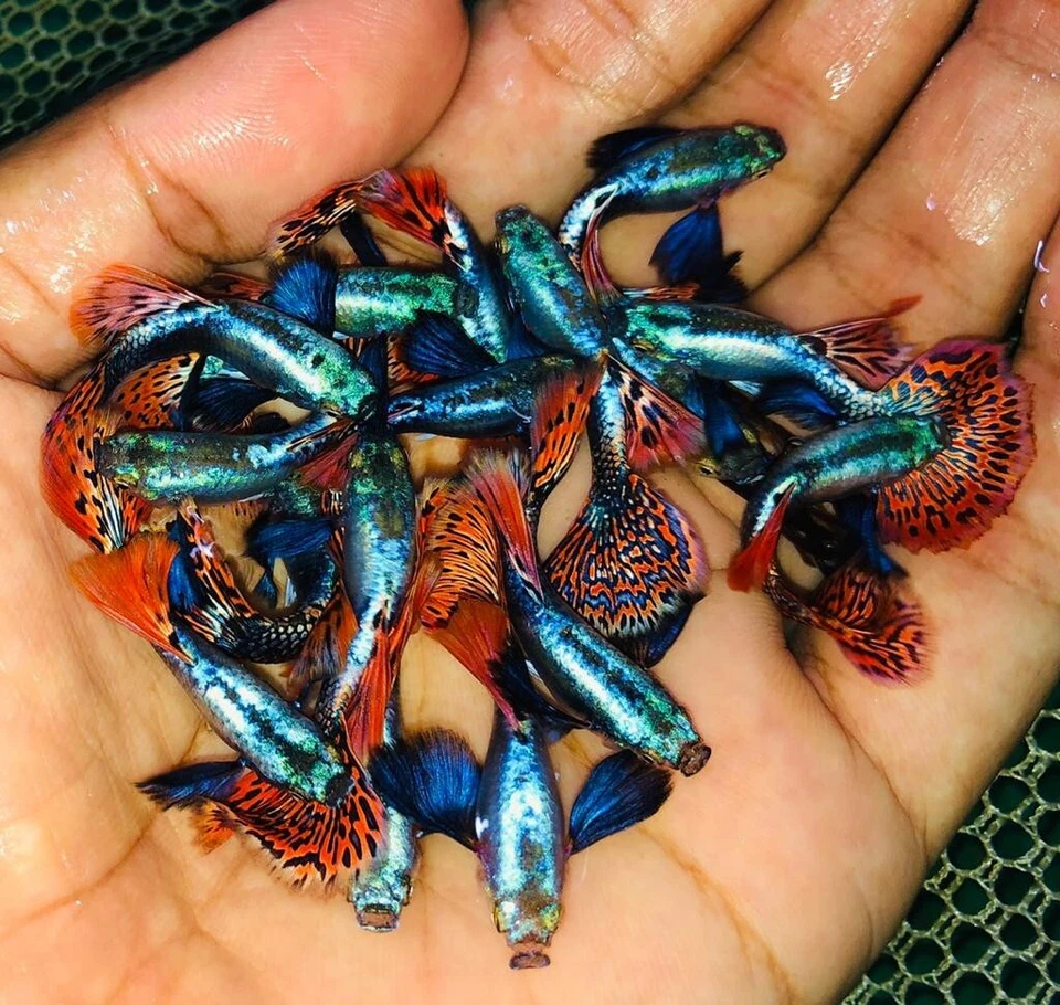 1 TRÍO - Pez Guppy de Acuario Vivo Alta Calidad - Media Luna Mosaico Dumbo Foto 1 de 1