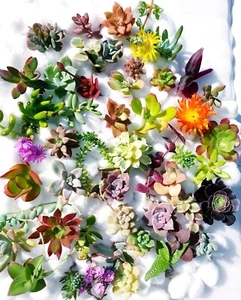 SUCCULENTS ~30 COLOURFUL CUTTINGS~ALL DIFFERENT~FREE POSTAGE - Picture 1 of 4