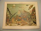 Aquarium,Tiefseefauna,Fische u.a. 5 Tafeln/Bilder von 1889 antike Lithographien