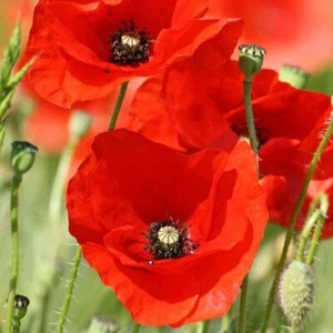 RED ANZAC FLOWER SEEDS Red Poppy Flanders Seed Flower Garden - Picture 1 of 1