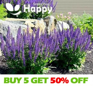 WOODLAND SAGE WEST-FRIESLAND 200 SEEDS - Salvia Nemorosa - Bee&Butterfly Flower - Picture 1 of 3