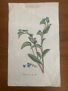 Quadro acquerello orig 1800 per stampa botanica antica Commelina Tuberosa - Foto 1 di 7