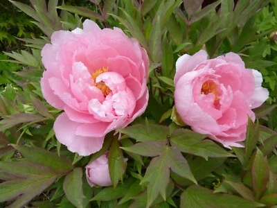 10 Semillas de Peonia Mixta China (Paeonia suffruticosa)