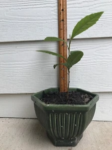 Japanese Plum Loquat Fruit Tree Starter Seedling Plant, without Pot, free shippi - Picture 1 of 2