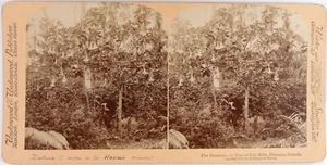 Hawaii.Hawai.Dayatura.Tree of Lily Bells.Photo Stereo Stereoview Underwood.1896. - Picture 1 of 2