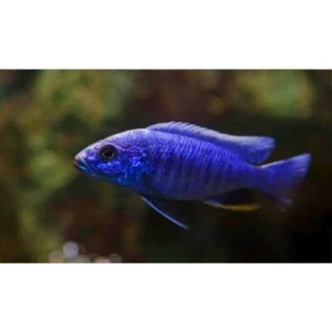 Electric Blue Ahli, Sciaenochromis ahli, African Cichlid 2-4” MALE - Picture 1 of 1