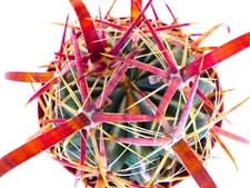 10 Ferocactus latispinus SPIRALIS Teotitlan CH162 SEMI seeds korn semillas