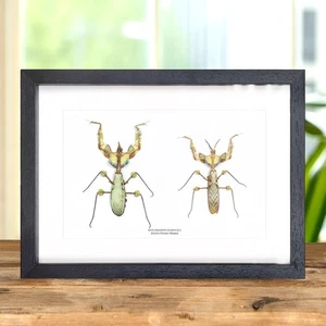 Teufelsblumenanbeterin männlich & weiblich Paar im Kastenrahmen (Idolomantis diabolica) - Bild 1 von 10