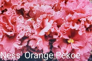 African Violet LEAF POT - NESS' ORANGE PEKOE - Picture 1 of 2
