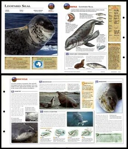 Leopard Seal #84 Mammals - Wildlife Explorer Fold-Out Card - Picture 1 of 1