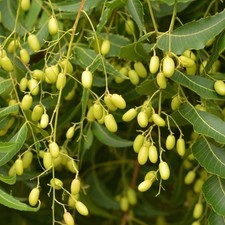 50 Neem Tree Dried Seeds Azadirachta Indica Lilac Herb Plant Miracle India New