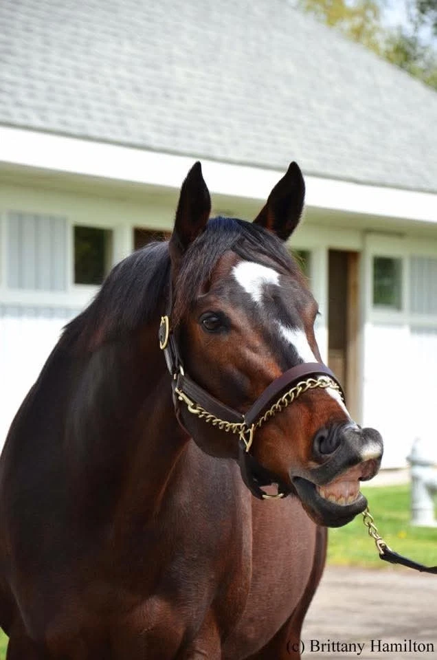 FOTO CARRERAS DE CABALLOS RACHEL ALEXANDRA 8X10  Foto 1 de 1