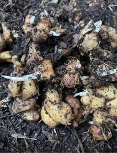 Aromatic Ginger Roots Indonesian Kencur For Planting 8 Oz - Picture 1 of 1
