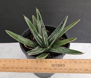 Agave Nickelsiae Rare King Of The Agaves /ferdinandi-regis -10.5 x 20cm (2592) - Picture 1 of 7