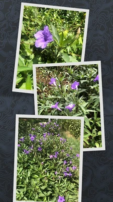 10 Live Bare Rooted Mexican Petunia  Plants (Ruellia Simplex) . - Image 1 of 4