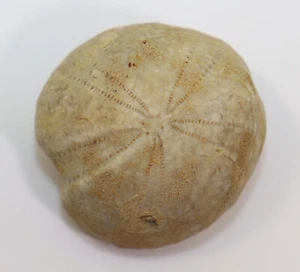 Riccio di mare, Holaster intermedius, gesso, Hauterive, Narcy, Francia -k991 - Foto 1 di 6