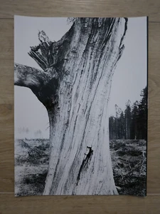 "TOTE NATUR": FOTO, FOTOGRAFIE, BAUM, WALDSTERBEN, UMWELT, KUNST, WALD, PROTEST! - Bild 1 von 4
