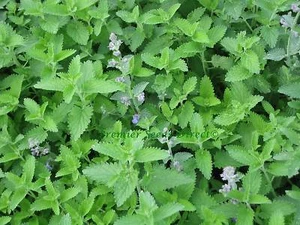 HERB CATNIP CATMINT NEPETA CATARIA 2 GRAM ~ 2660 FINEST SEEDS - Bild 1 von 3