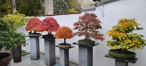 Joe Bonsai Pino Corticosa RAREZA 30 años Cuenco Pino Pinus Thunbergii - Imagen 1 de 16