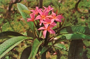 Flores de plumeria rosa, la flor de Lei más popular de Hawai --POSTAL - Imagen 1 de 2