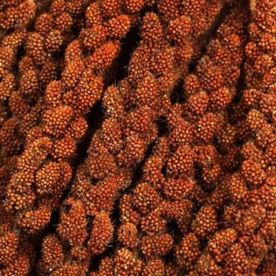 PET TING French Red Millet Sprays 250g - Bird Treat - Small Animal Treats