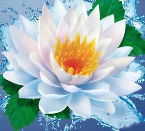 Lilia wodna Diament Obraz Piękny Kwiat lotosu Design Haft Dom Portret