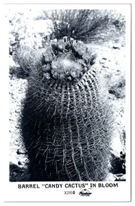 Barrel Candy Cactus in Bloom Tucson, AZ. Divided Back Chrome 1930-1950 - Picture 1 of 2