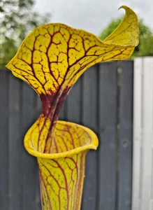 Sarracenia flava ornata (Gulf Coast x Walton County, FL) Mike Wang seedgrown58cm - Picture 1 of 9
