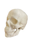 Lifesize 1:1 Human Skull Replica Model Anatomical Medical Skeleton