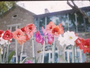 Vintage Photo Film Slide 1959 Beautifull Spring Gardens - Picture 1 of 1