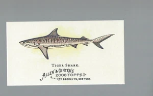 Tiger Shark 2008 Topps Allen and Ginter Mini World's Deadliest Shark Card# WDS-2 - Picture 1 of 4